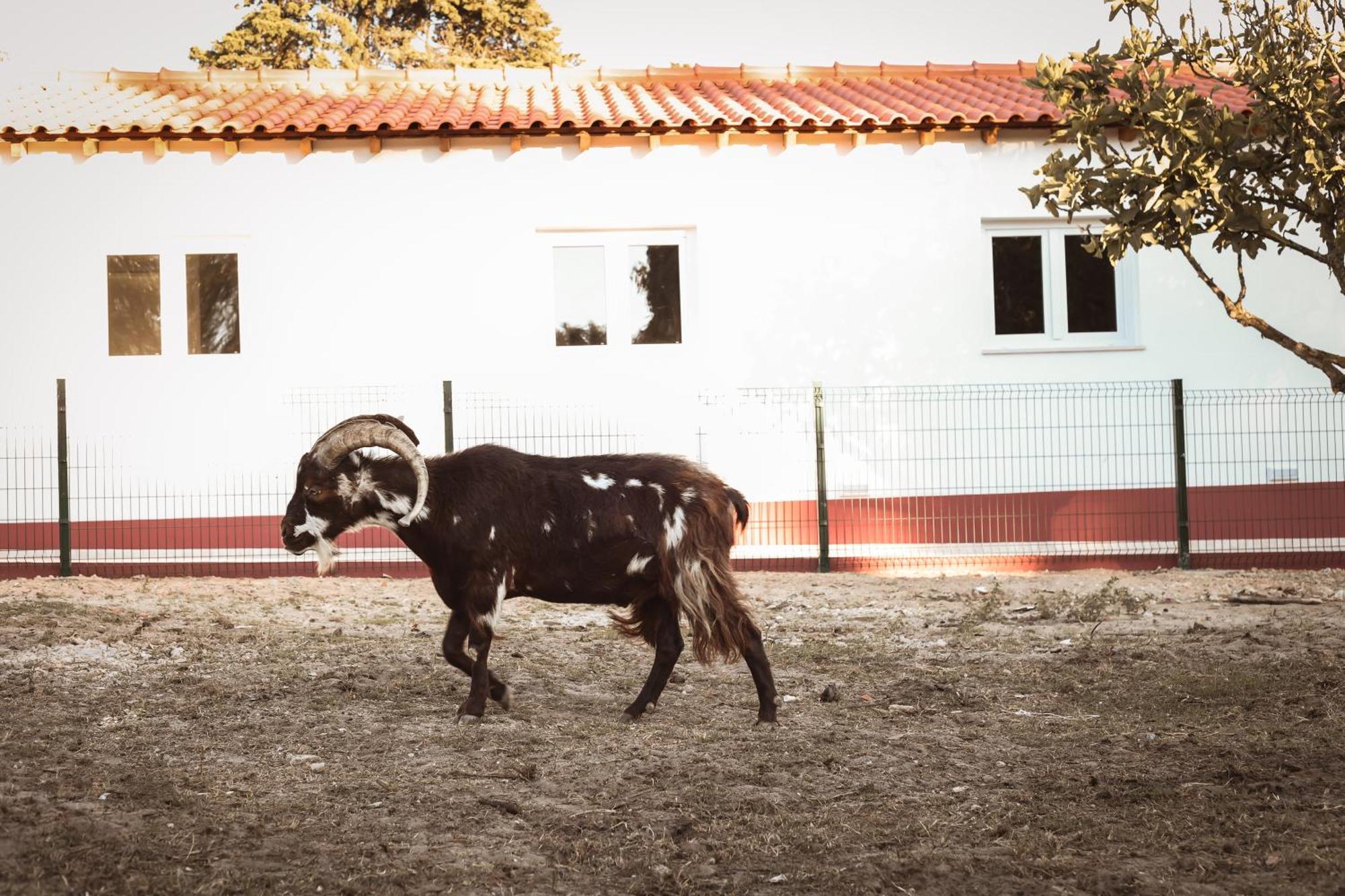 Quinta Das Cacadoras - Animal Lovers Only Palmela Exterior photo